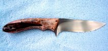blackwood stag3b.jpg