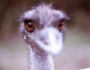 emu.jpg