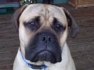 cooper 6 months.jpg