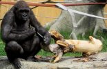 gorilla-knife_1427084i.jpg