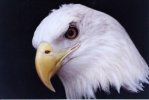 Eagle 1.jpg