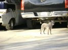 DSC00004a.jpg