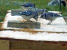 DSCF2644 JAYS  HUMM BIRD FEED PLATFORM 750 MED.jpg