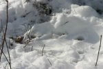 IMG_2854_.jpg
