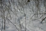 IMG_2855_.jpg