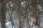 IMG_2857_.jpg