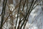IMG_2858_.jpg