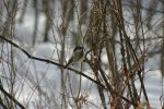 IMG_2861_.jpg