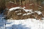 IMG_2889_.jpg