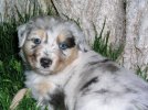 Hank's baby pics 411.jpg
