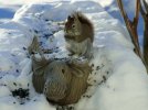DSCF3139 SQUIRREL MINUS 23C 700 MED.jpg