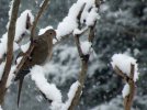 DSCF3086 MOURNING DOVE SNOWY BRANCH 700 MED.jpg