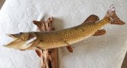 PIKE.JPG