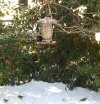 Snow 1-30-10 002.jpg