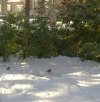 Snow 1-30-10 025.jpg