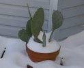 Snow 1-30-10 021.jpg