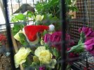 DSCF3374 HUMMINGBIRD CHRISTMAS HAT FLOWERS 800 MED.jpg