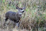 DSC_0137.jpg