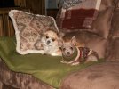 Chloe and Harley.jpg