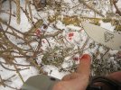 IMG_1089.jpg