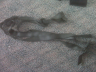 IMG00027.jpg.png