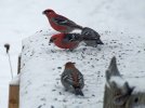 DSCF3396 PINE GROSBEAK MALE AND FEMALES MOOSE 800 MED.jpg