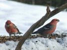 DSCF3492 PINE GROSBEAK MALES 800 MED.jpg
