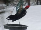 DSCF3544 PILEATED WOODPECKER SUET 800 MED.jpg