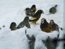 DSCF3097 EVENING GROSBEAK MALES FEMALES 800 MED.jpg