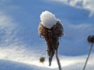 DSCF3792 BEE BALM SNOW TOPPED 650 MED.jpg