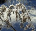 DSCF3808 GOLDEN ROD ICE CRYSTALS 650 MED.jpg