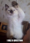 I haz a question.jpg
