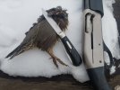 Quail.jpg