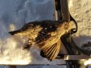 quail2.jpg