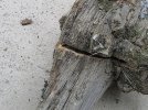 1fatwood-005.jpg
