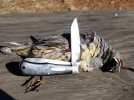 quail3.jpg