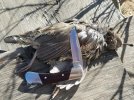 quail5.jpg