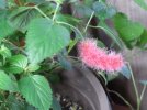 DSCF4021 CHENILLE FIRETAIL ROOTED BLOOMING 650 MED.jpg