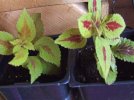 DSCF4029 COLEUS ROOTED 650 MED.jpg