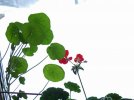 DSCF4031 NASTURTIUM GERANIUM BLOOM SNOW 650 MED.jpg