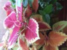 DSCF4026 COLEUS OVERWINTERED 650 MED.jpg