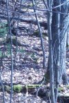 IMAG0054.jpg