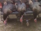 3 Gobblers 1.jpg