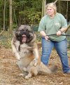 Caucasian Mountain Dog.jpg