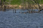 IMG_3089_.jpg