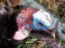 April 2009 Turkey pics 003.jpg