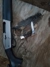 quail7.jpg