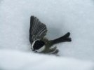 DSCF4096 CHICKADEE UNCONSCIOUS 650 MED.jpg