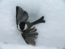 DSCF4100 CHICKADEE AWAKENED 650 MED.jpg