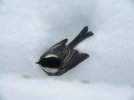DSCF4104 CHICKADEE READY TO GO 650 MED.jpg